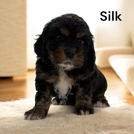 puppy, for, sale, Cocker Spaniel, Joe & Cherri  Overlease, dog, breeder, Miller, MO, dog-breeder, puppy-for-sale, forsale, nearby, find, puppyfind, locator, puppylocator, aca